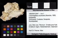 Foto (Objket + Etiketten) von Cracensigillatus acutirostris (Moericke, 1889) 